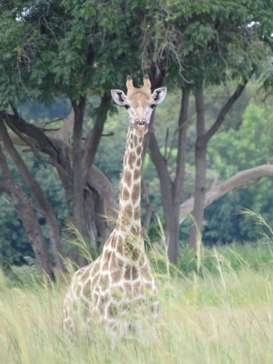 giraffe in woodlands